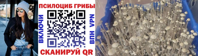 Галлюциногенные грибы GOLDEN TEACHER  Приозерск 